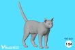 Photo3: [Passion Models][P35T-025]1/24 Cats For Cat Lovers 5psc